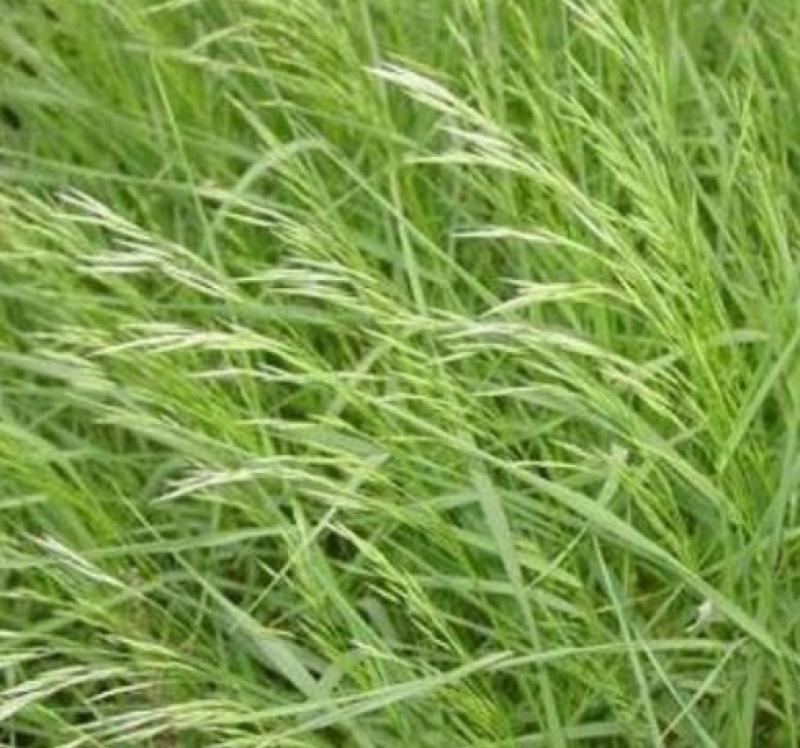 无芒雀麦种子多年生草籽养殖绿化固土护坡耐寒耐旱四季青