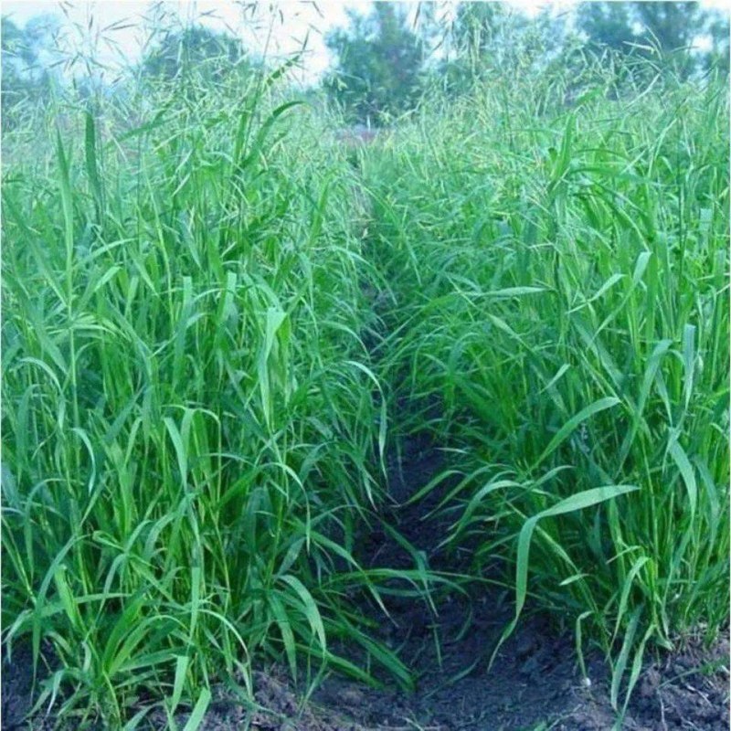 无芒雀麦种子多年生草籽养殖绿化固土护坡耐寒耐旱四季青
