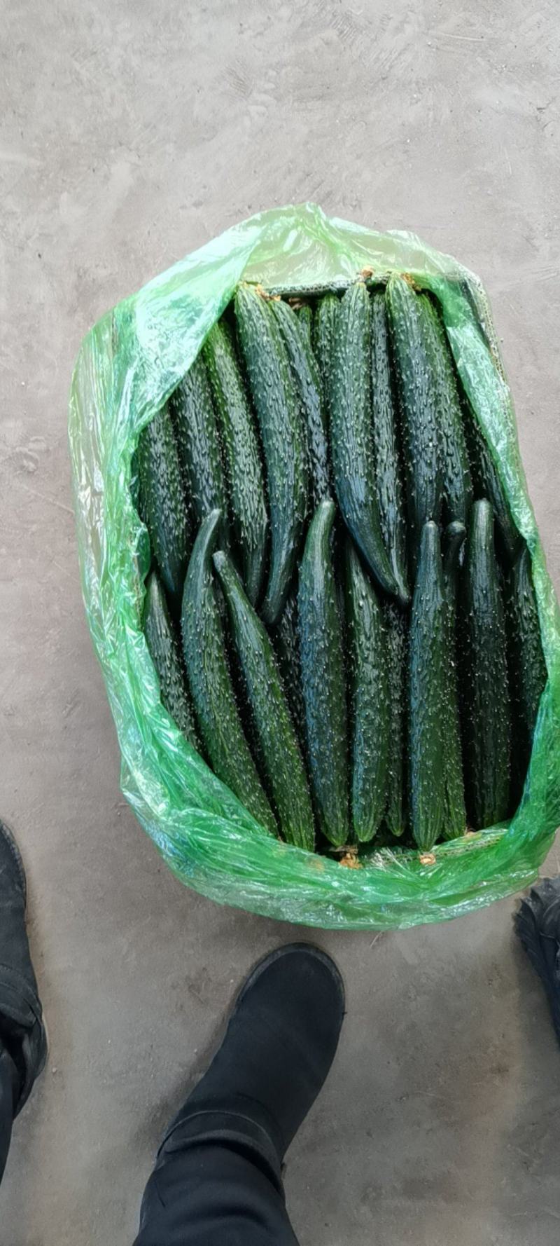 密刺黄瓜质量保障现摘现发一手货源视频看货欢迎电话联系
