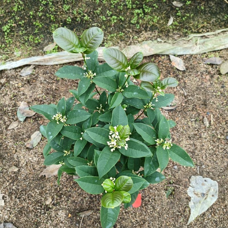 桂花一手货源，各种规格都有，需要的老板联系！