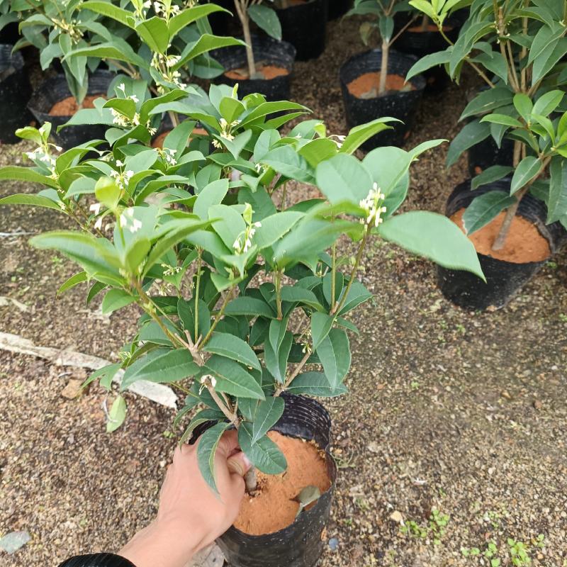 桂花一手货源，各种规格都有，需要的老板联系！