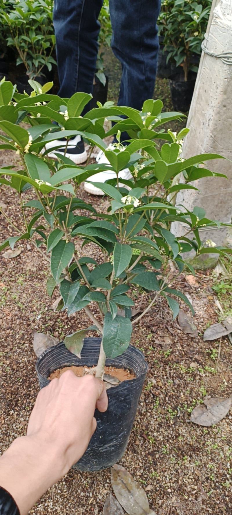 桂花一手货源，各种规格都有，需要的老板联系！
