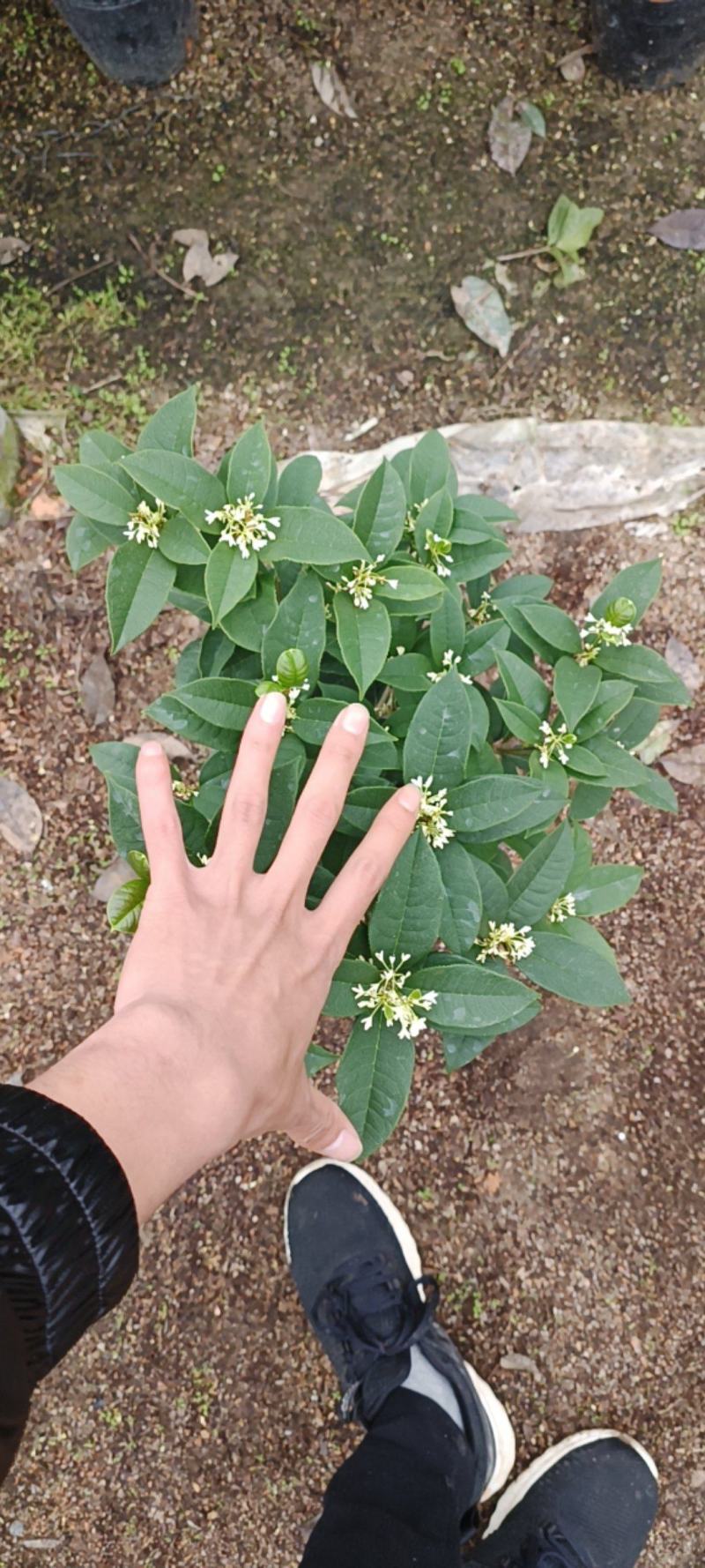 桂花一手货源，各种规格都有，需要的老板联系！