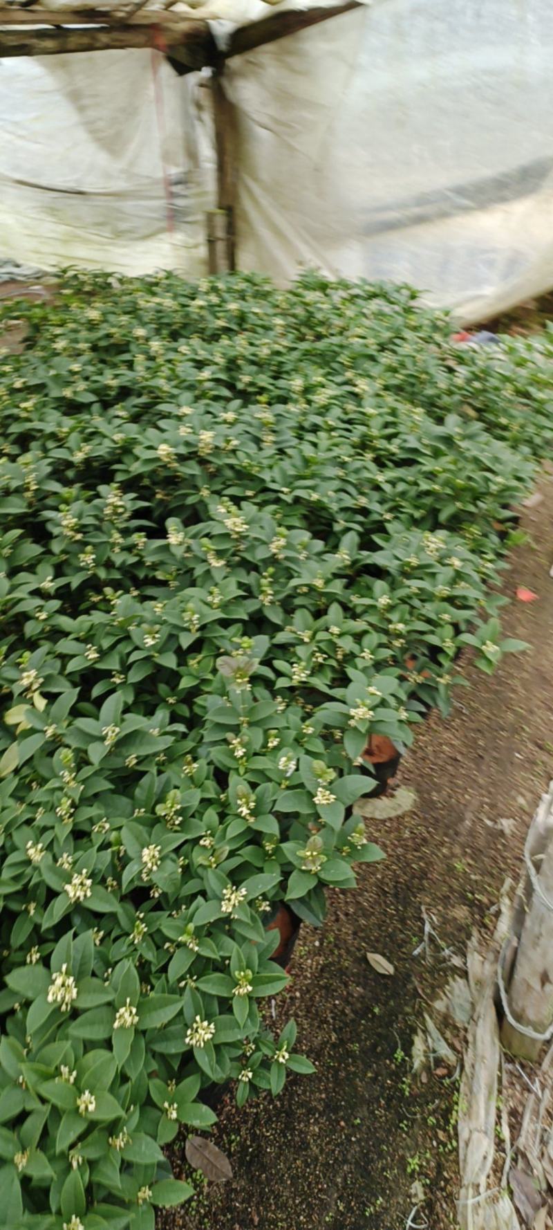 桂花一手货源，各种规格都有，需要的老板联系！
