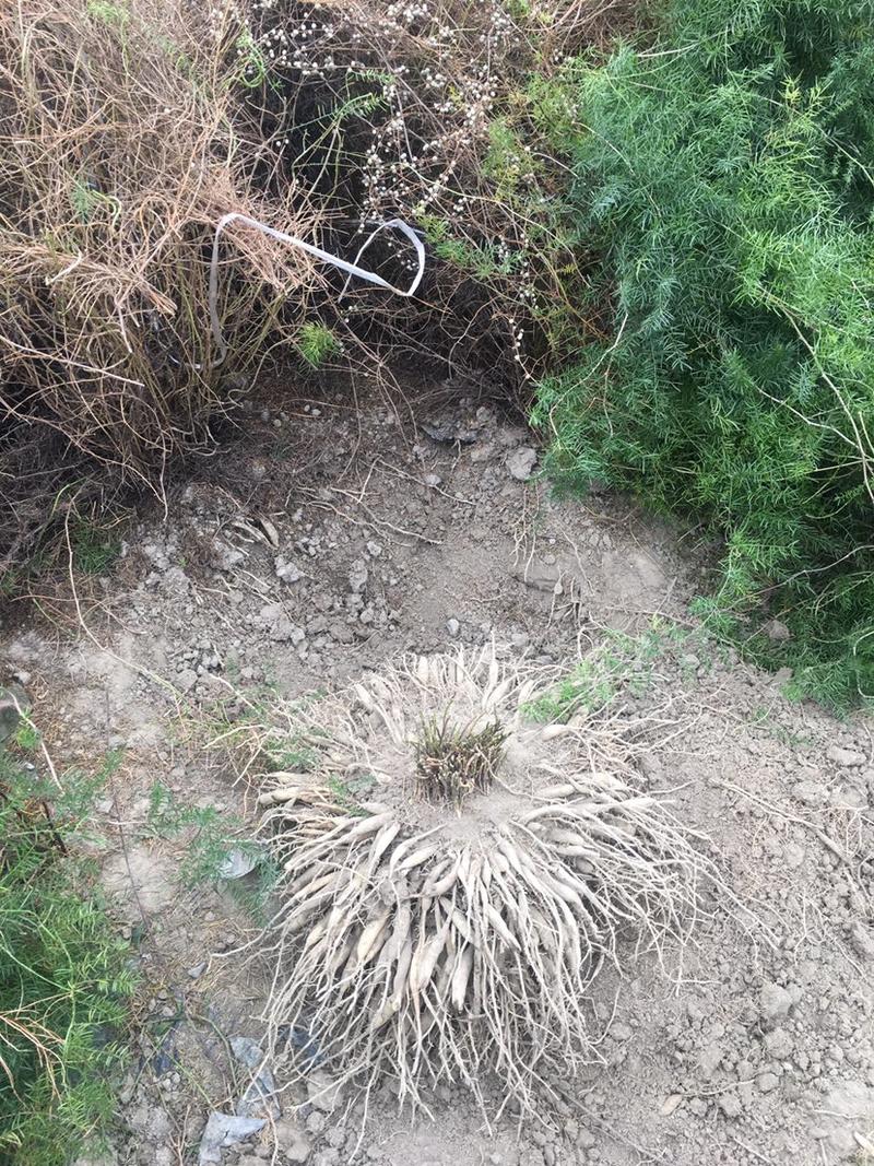 天门冬大天门冬天门冬批发天门冬种植基地天门冬苗