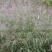 糖蜜草种子牧草种子景观绿化护坡固土防泥土流失草籽优质品种