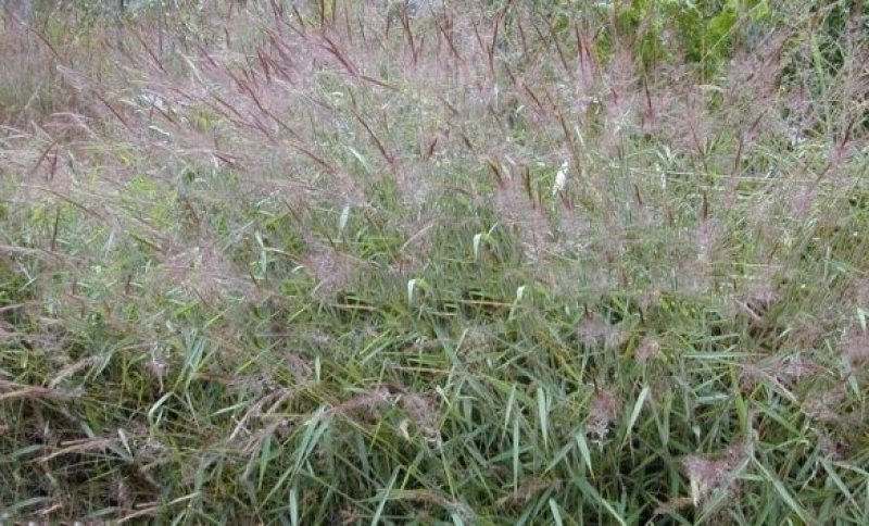 糖蜜草种子牧草种子景观绿化护坡固土防泥土流失草籽优质品种