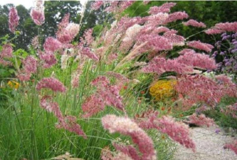 糖蜜草种子牧草种子景观绿化护坡固土防泥土流失草籽优质品种