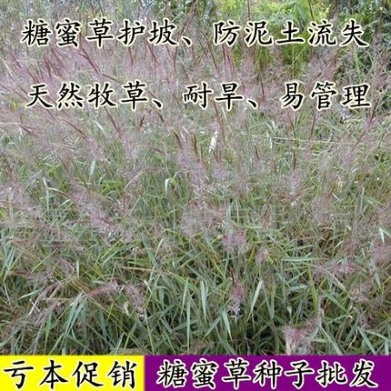 糖蜜草种子牧草种子景观绿化护坡固土防泥土流失草籽优质品种