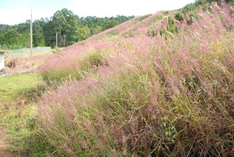 糖蜜草种子牧草种子景观绿化护坡固土防泥土流失草籽优质品种