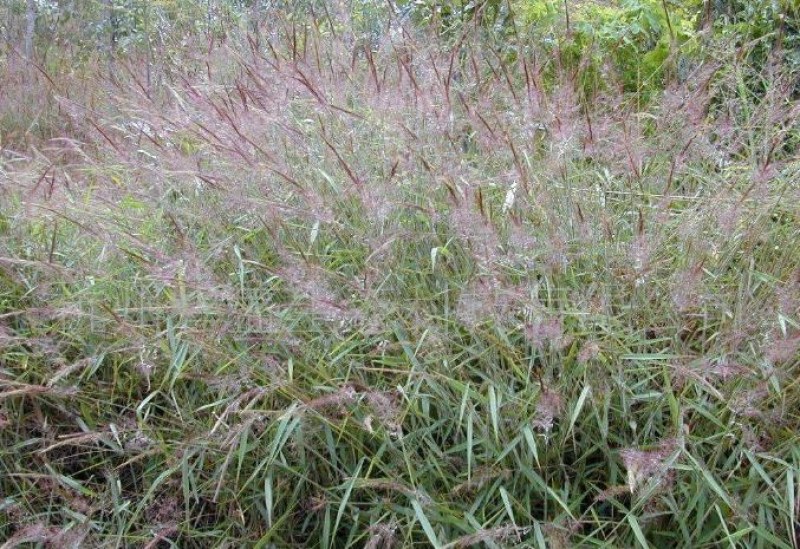 糖蜜草种子牧草种子景观绿化护坡固土防泥土流失草籽优质品种