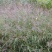糖蜜草种子牧草种子景观绿化护坡固土防泥土流失草籽优质品种