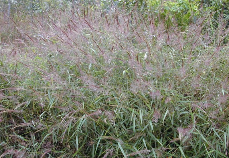 糖蜜草种子牧草种子景观绿化护坡固土防泥土流失草籽优质品种