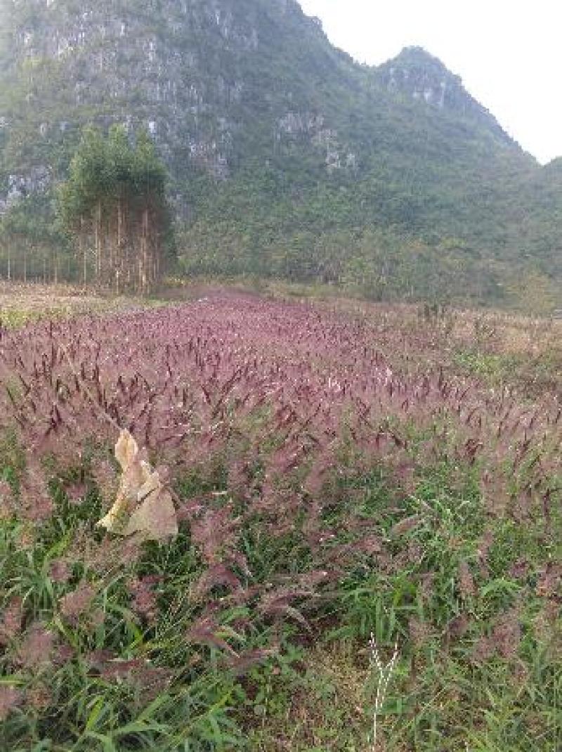 糖蜜草种子牧草种子景观绿化护坡固土防泥土流失草籽优质品种