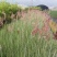 糖蜜草种子牧草种子景观绿化护坡固土防泥土流失草籽优质品种