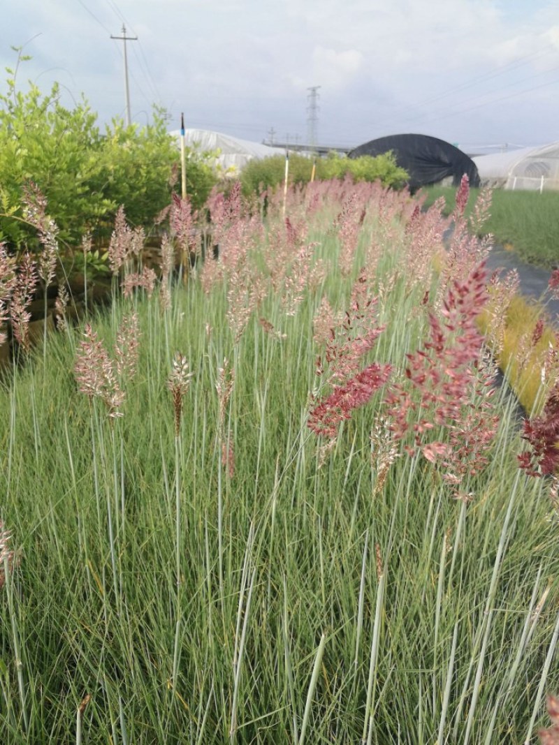 糖蜜草种子牧草种子景观绿化护坡固土防泥土流失草籽优质品种