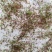 糖蜜草种子牧草种子景观绿化护坡固土防泥土流失草籽优质品种