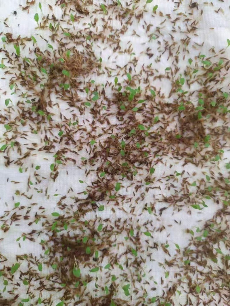 糖蜜草种子牧草种子景观绿化护坡固土防泥土流失草籽优质品种