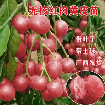 新品红黄皮果树苗无核黄皮树苗冰糖黄皮果苗当年结果