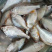 鰟鮍鱼去内脏鳑鲏鱼