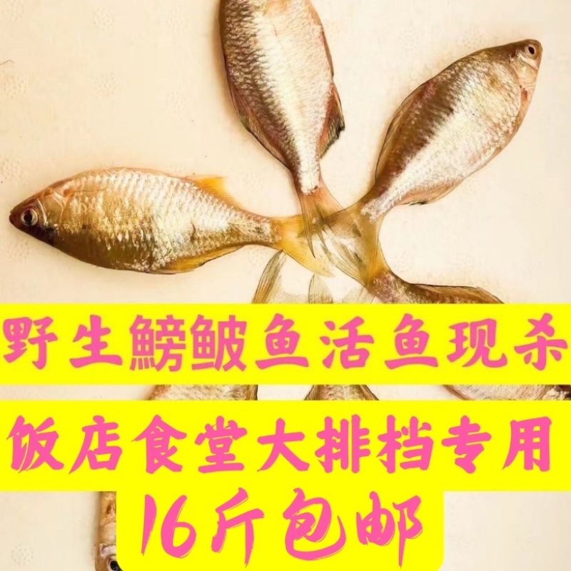 鰟鮍鱼去内脏鳑鲏鱼