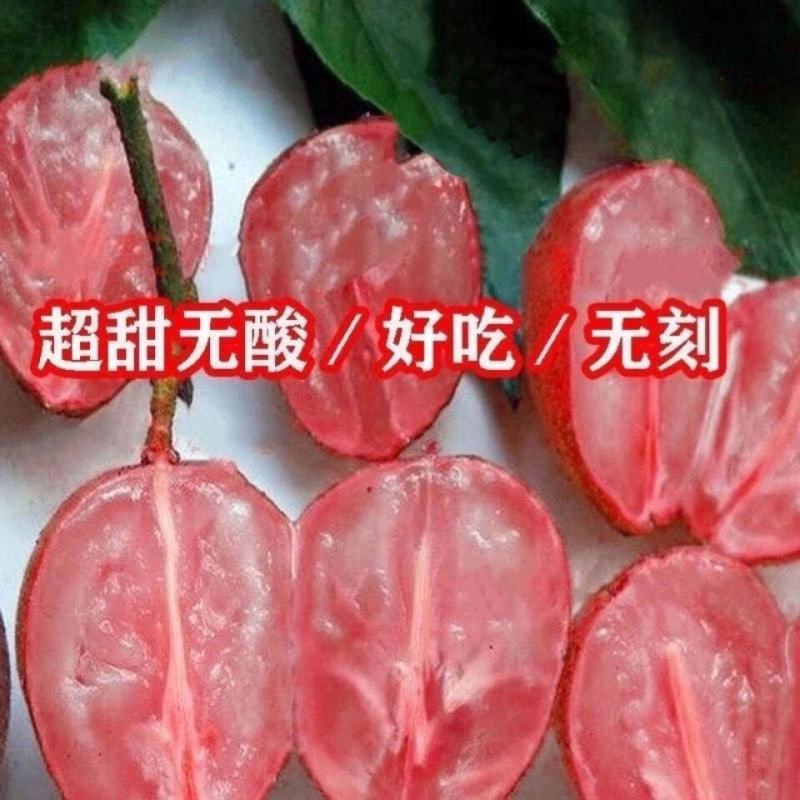 新品红黄皮果树苗无核黄皮树苗冰糖黄皮果苗当年结果