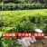 新品红黄皮果树苗无核黄皮树苗冰糖黄皮果苗当年结果