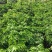 新品红黄皮果树苗无核黄皮树苗冰糖黄皮果苗当年结果