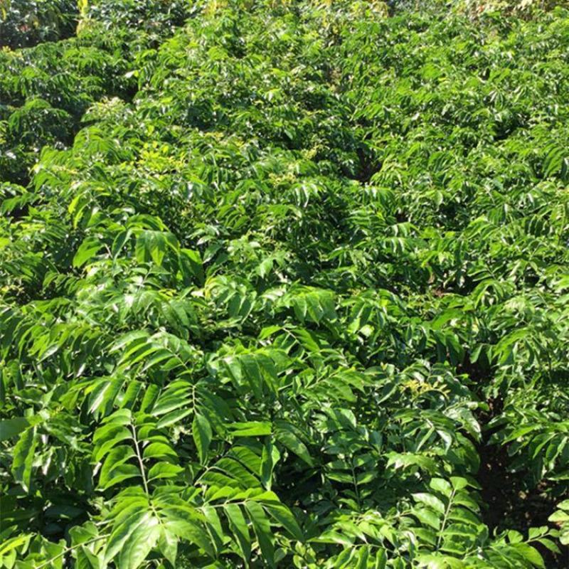 新品红黄皮果树苗无核黄皮树苗冰糖黄皮果苗当年结果