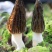 湖北恩施食用菌现货高山羊肚菌6斤包邮