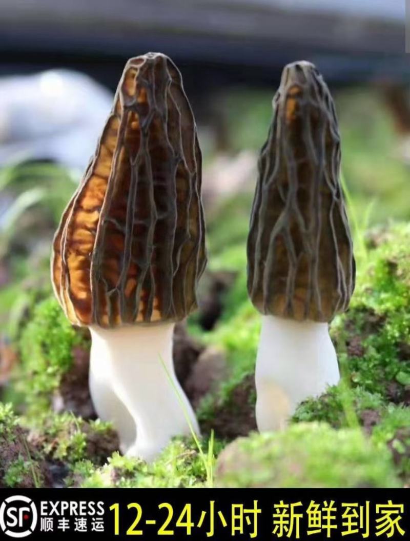 湖北恩施食用菌现货高山羊肚菌6斤包邮