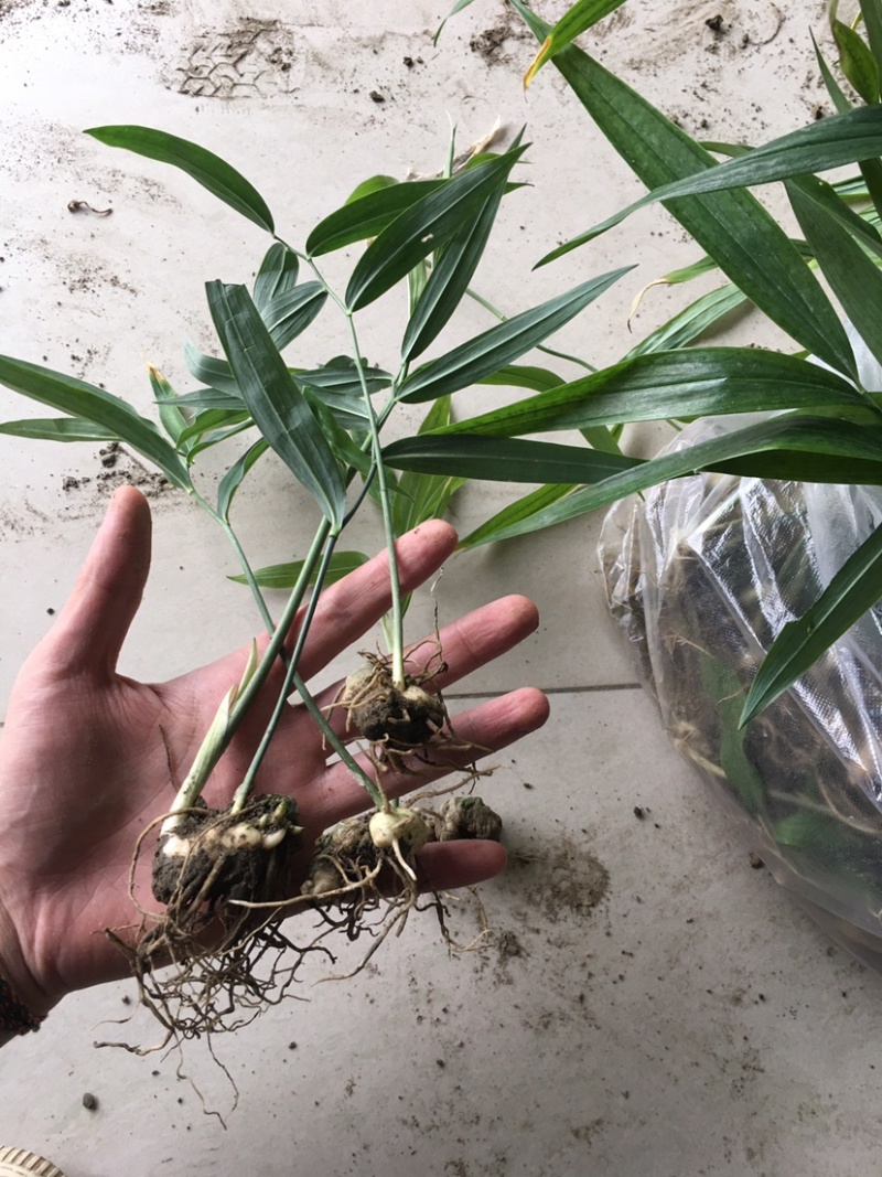 黄精种苗老虎姜种苗四川多花姜型不倒苗甜黄精苗子