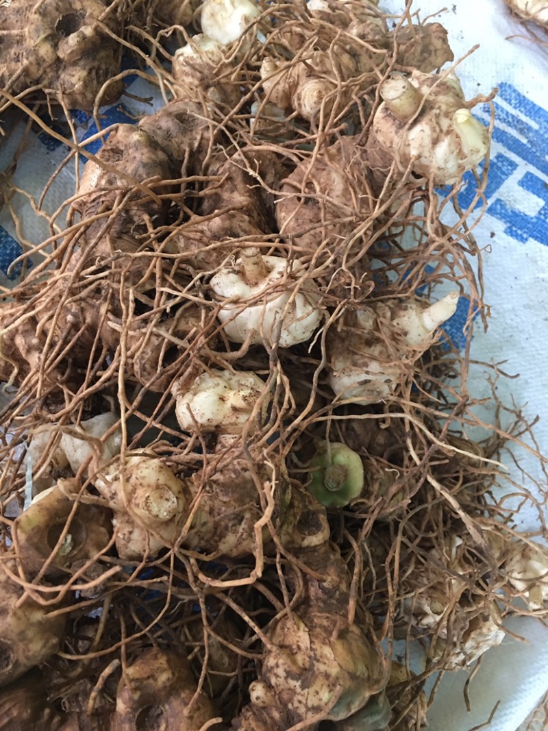 四川黄精块茎黄精种茎四川多花姜型甜黄精