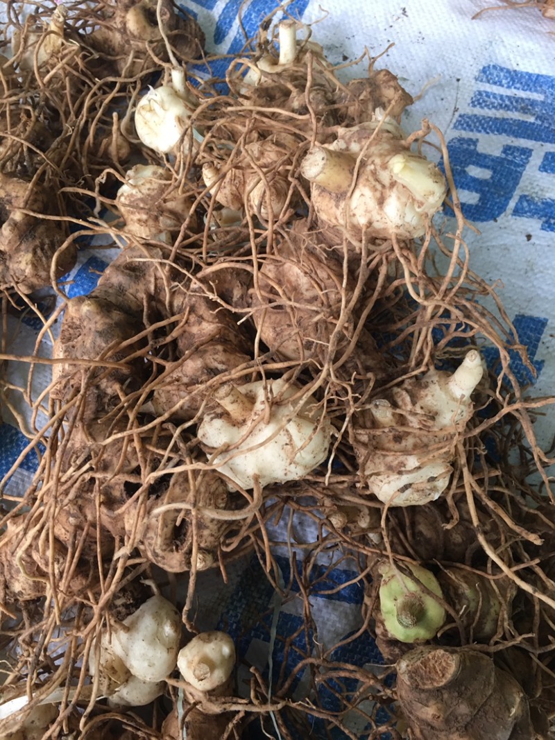 四川黄精块茎黄精种茎四川多花姜型甜黄精