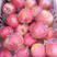 安徽苹果.红富士苹果.膜袋新鲜水果全国代发，支持各大商超