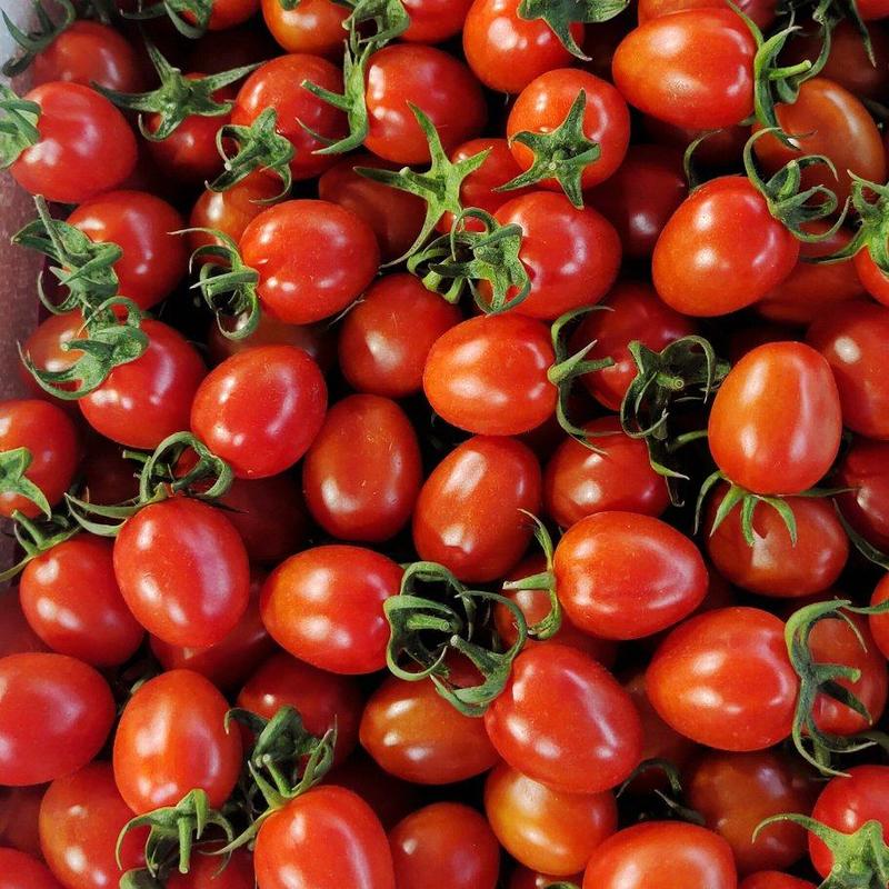 云南元谋圣女果小番茄大量上市，产地直供品质好口感甜！
