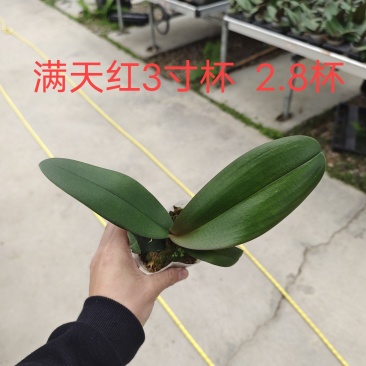 蝴蝶兰苗中苗,满天红量大从优品质保证欢迎咨询