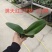 蝴蝶兰苗中苗,满天红量大从优品质保证欢迎咨询