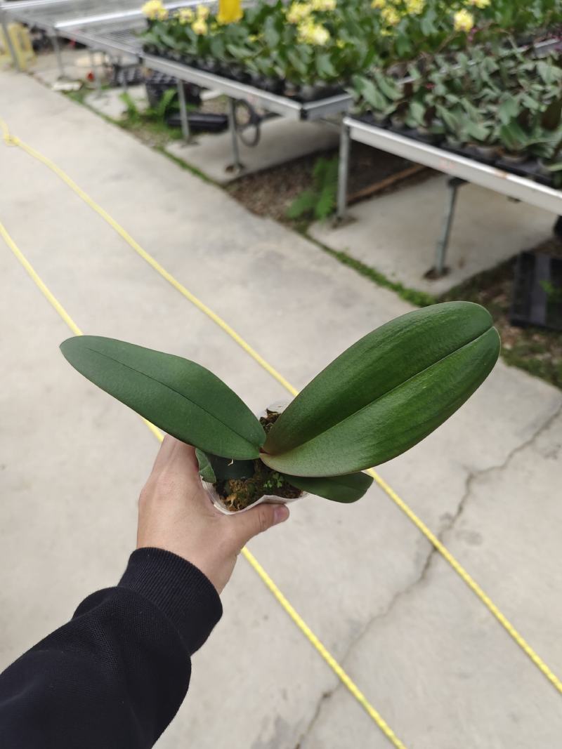 蝴蝶兰苗中苗，满天红量大从优品质保证欢迎咨询