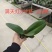 蝴蝶兰苗中苗,满天红量大从优品质保证欢迎咨询