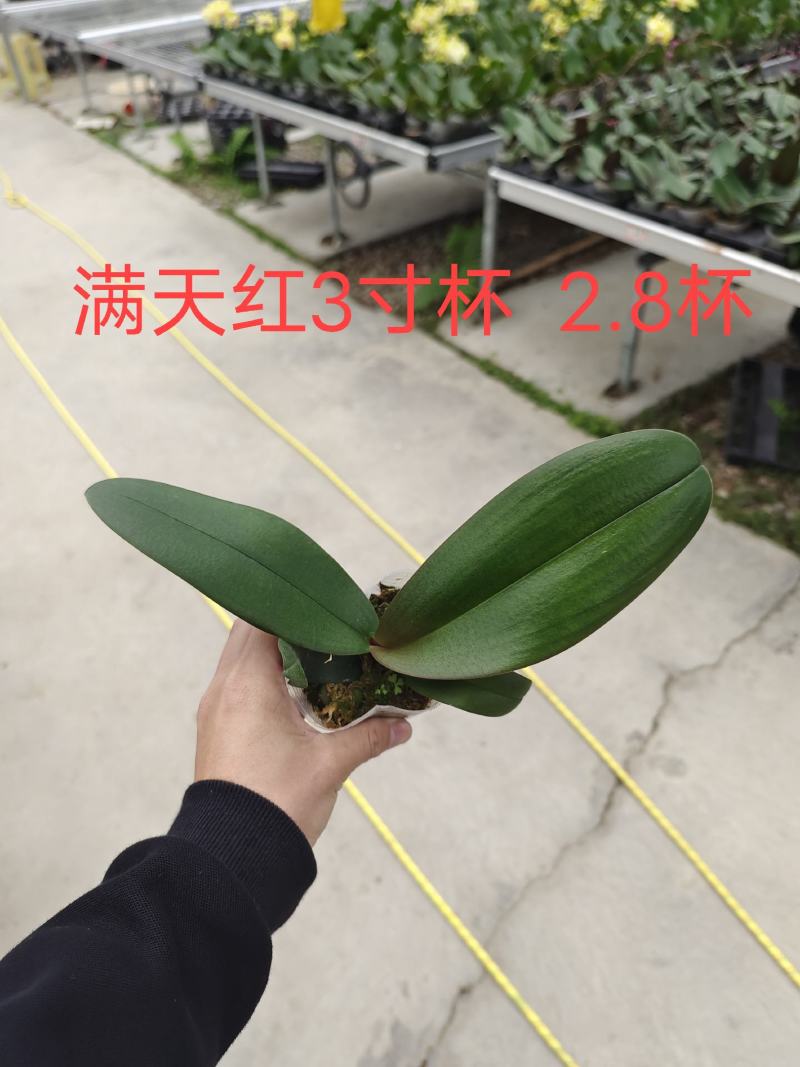 蝴蝶兰苗中苗，满天红量大从优品质保证欢迎咨询