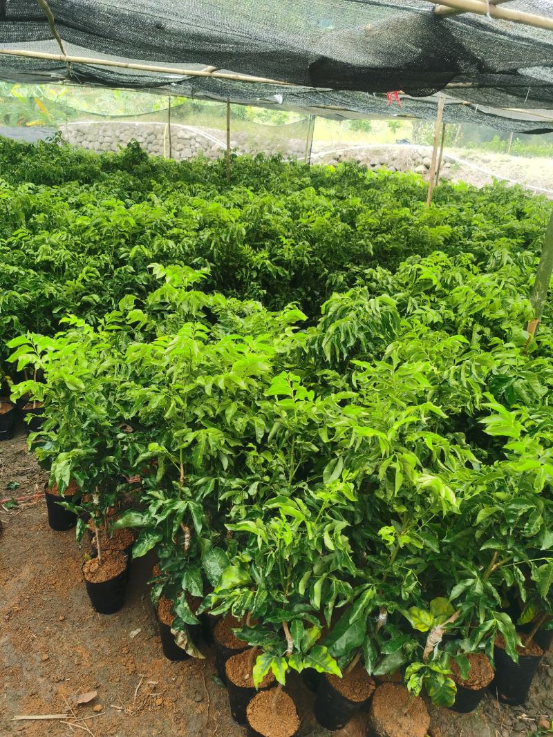 各种品种黄皮