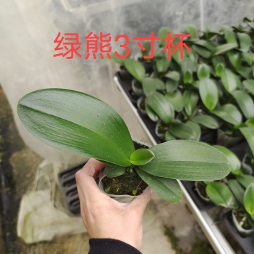 蝴蝶兰苗中苗,绿熊品种齐全保证品质全国供应