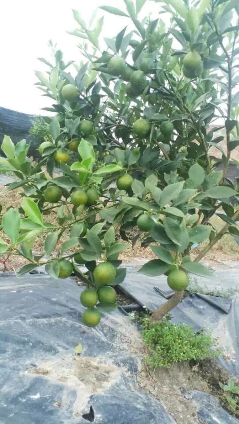 广西正宗脆蜜金桔脆蜜金柑自家果园种植