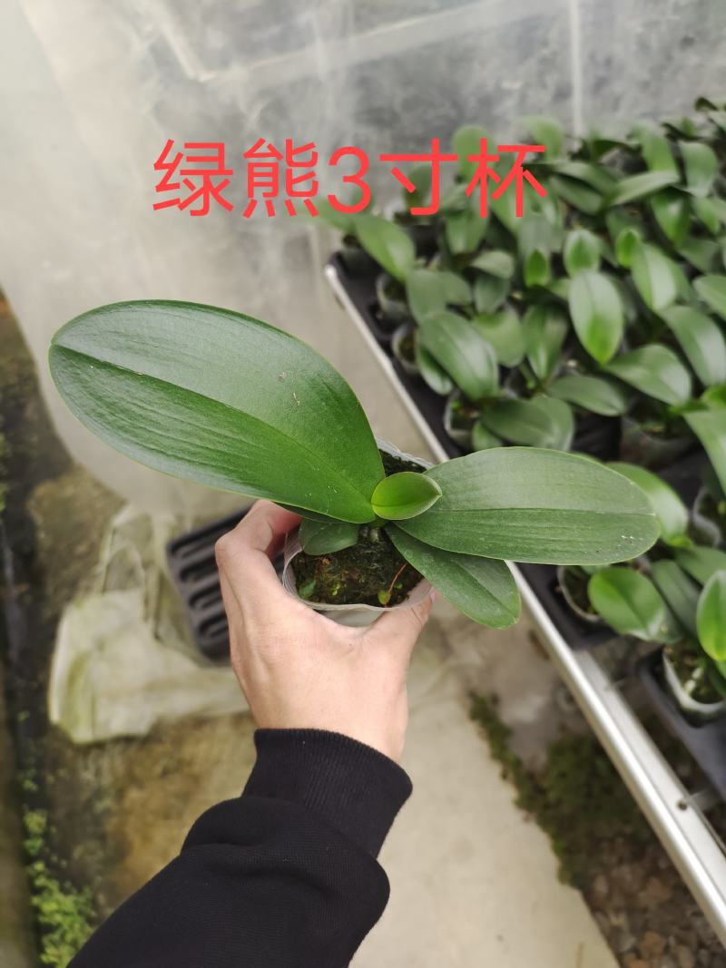 蝴蝶兰苗中苗，绿熊品种齐全保证品质全国供应