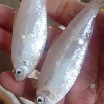 海白肖
