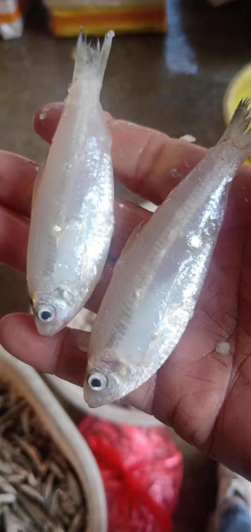 海白肖