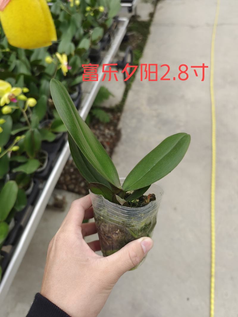 蝴蝶兰种苗，富乐夕阳产地直销量大从优品种纯正