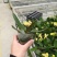 蝴蝶兰种苗,富乐夕阳产地直销量大从优品种纯正