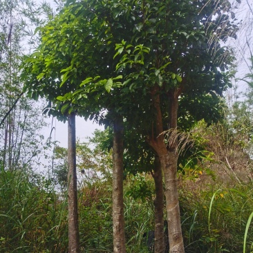 出售假苹婆树，山货地苗，各种规格大小都有，树头，直装